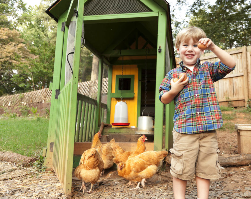 A big, bright, and most importantly, open design chicken coop is perfect for letting your little ones help out. The mesh screens mean that you can easily see inside, and the birds get a great view when they're roosting. A big, bright, and most importantly, open design chicken coop is perfect for letting your little ones help out. The mesh screens mean that you can easily see inside, and the birds get a great view when they're roosting.