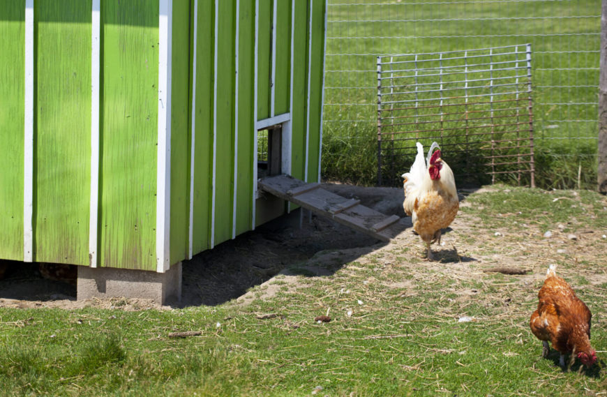Here's a standard professional-sized chicken coop, standing about human height, and painted with a bright green and white striped coat. If you're experienced and looking to grow, this is an ideal solution. Here's a standard professional-sized chicken coop, standing about human height, and painted with a bright green and white striped coat. If you're experienced and looking to grow, this is an ideal solution.